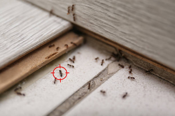 Real Estate Pest Inspections in Bethel Park, PA